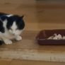Missing Cat in Ennis Image 2