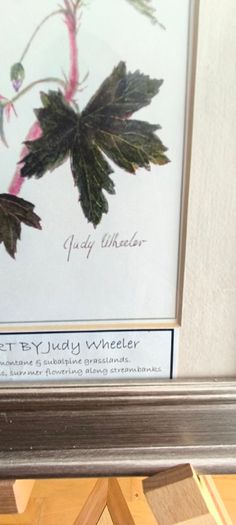 Lovely Gray Framed SOUTH AFRICAN BOTANICAL ART BY Judy Wheeler Geranium Family Monsania attenuata Geranium pulchrum