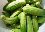Cucumber 