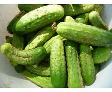 Cucumber "Delikatess" Seeds