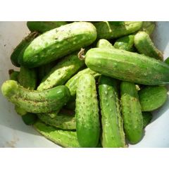 Cucumber "Delikatess" Seeds