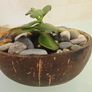 Money tree Image 4
