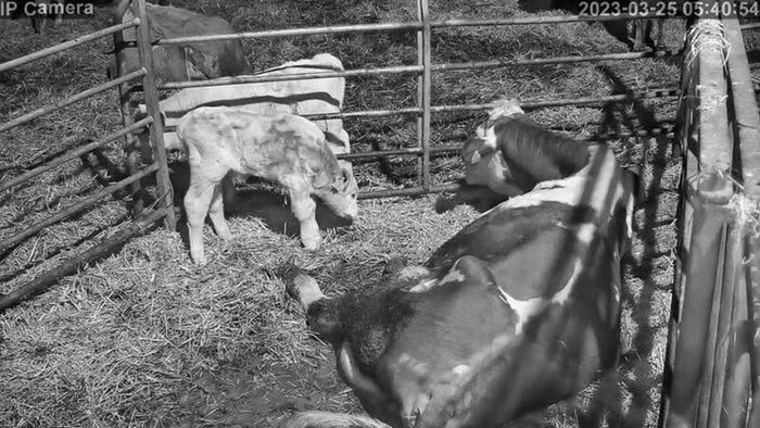 Cctv Camera  For Calving, Lambing & Security