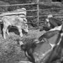 Cctv Camera  For Calving, Lambing & Security Image 3