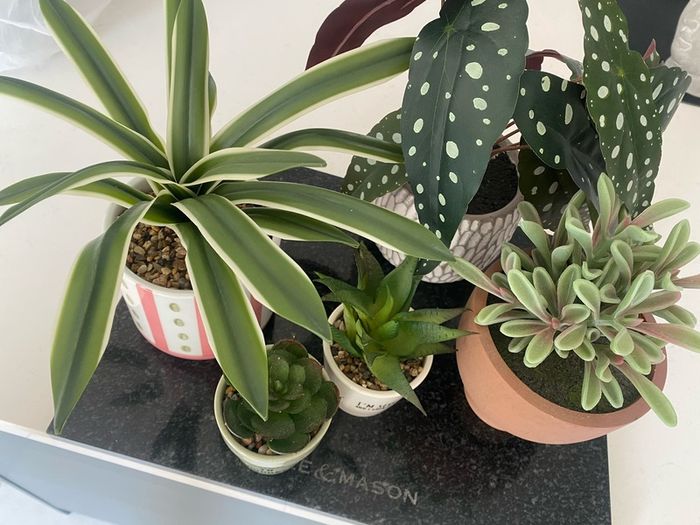 Selection of Five Artificial House Plants
