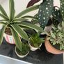 Selection of Five Artificial House Plants Image 5