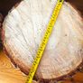 Wood slice Image 5