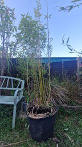 Bamboo 2 metres high