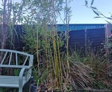 Bamboo 2 metres high