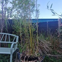 Bamboo 2 metres high