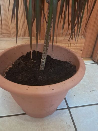 Small Draecana Marginta
