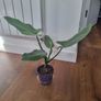 Philodendron Silver Sword plant Image 3