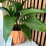 Cast Iron Plant in Terracotta Pot (40 cm Tall) Image 3