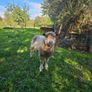Wensleydale Ram Image 2