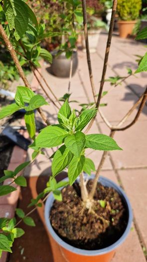 Hydrangea paniculata