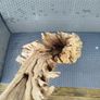 Driftwood Image 4