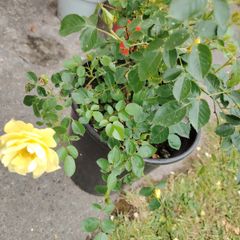 Plant
