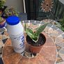 Rare SANSEVIERIA Hahnii house plant Image 4