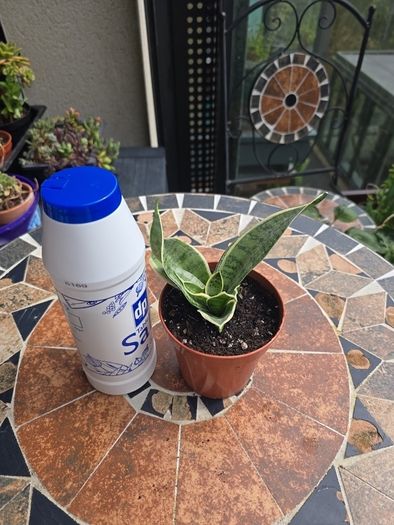 Rare SANSEVIERIA Hahnii house plant