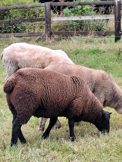 2  Butchers Lambs.