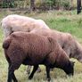 2  Butchers Lambs. Image 2
