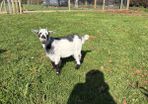 Pygmy goats  female kids