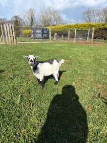 Pygmy goats  female kids
