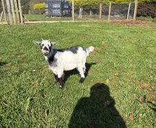 Pygmy goats  female kids