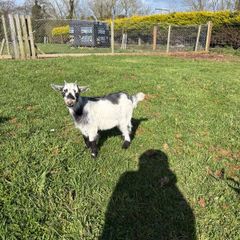 Pygmy goats  female kids