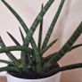 Healthy Sansevieria Cylindrica (African Spear) in Ceramic Pot Image 3