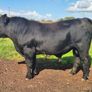 Aa Pbr Bulls Image 6