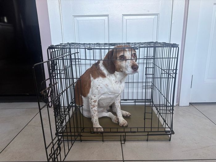 medium sized dog crate