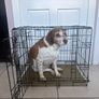 medium sized dog crate Image 2