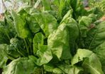 Spinach Seeds