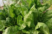 Spinach Seeds