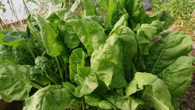 Spinach Seeds