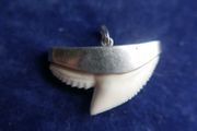 Vintage Sterling Silver Mounted Sharks Tooth Pendant
