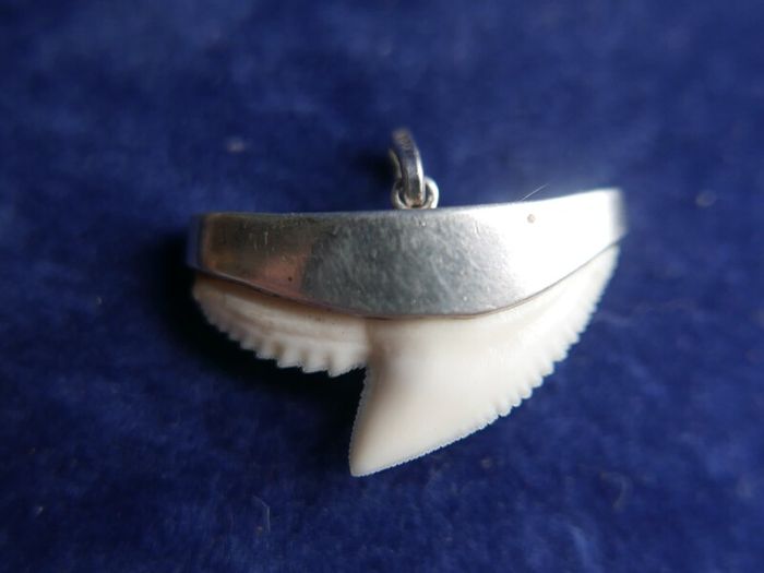Vintage Sterling Silver Mounted Sharks Tooth Pendant