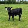 Dexter cows Image 2