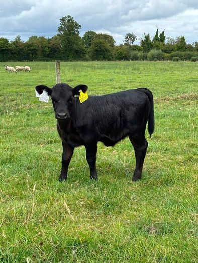 Dexter cows