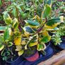 Shrubs, Garden Plants Image 3