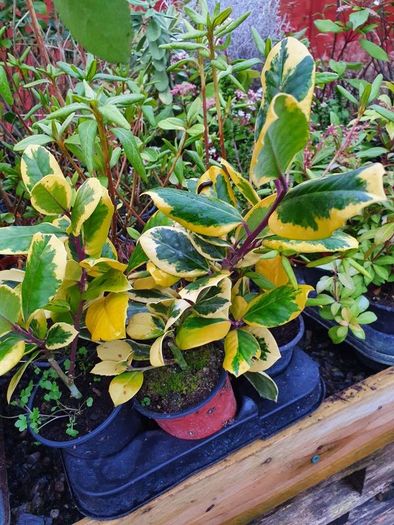 Shrubs, Garden Plants