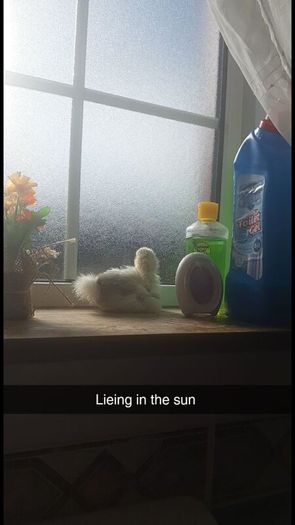 Silkie Bantam Hatching Eggs