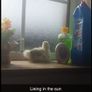 Silkie Bantam Hatching Eggs Image 4