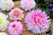 XL 'Dinnerplate' Dahlia SALE