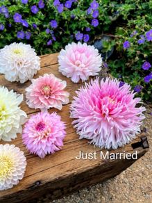 XL 'Dinnerplate' Dahlia SALE