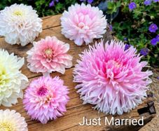 XL 'Dinnerplate' Dahlia SALE