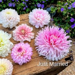 XL 'Dinnerplate' Dahlia SALE