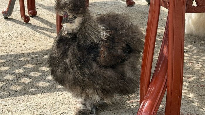 Silkie roaster