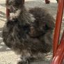 Silkie roaster Image 2